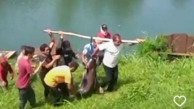 Warga evakuasi ikan patin jumbo di Danau Lido (Instagram/@cctv_publik).