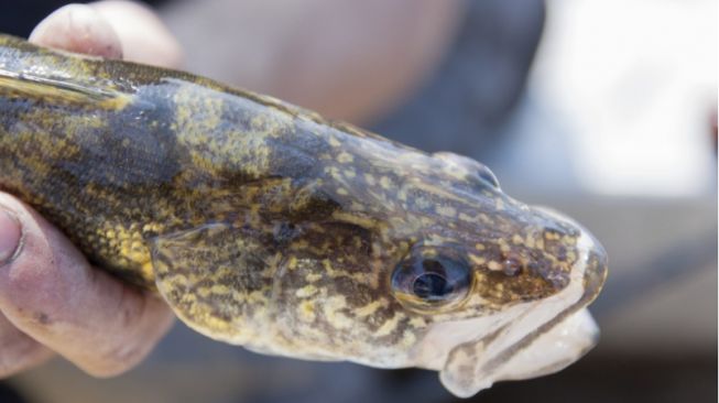 5 Manfaat Ikan Gabus bagi Kesehatan, Juga Dapat Memperbaiki Gizi Buruk!