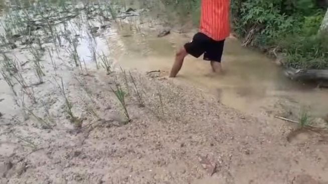 Kisruh Perkebunan Vanili di Citeureup Pandeglang, Warga Butuh Solusi 
