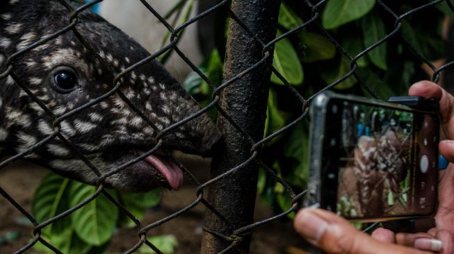 Pengunjung merekam seekor anak Tapir Tenuk (Tapirus indicus) di Bandung Zoological Garden, Bandung, Jawa Barat, Jumat (20/5/2022). [ANTARA FOTO/Novrian Arbi/nym]