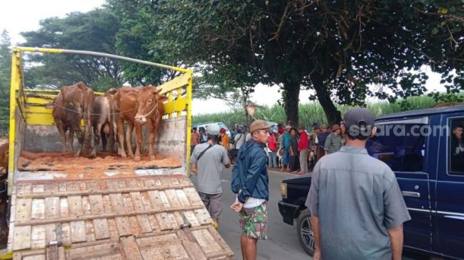 Buntut Pasar Hewan Gondanglegi Malang Ditutup, Warga Pilih Berjualan di Tepi Jalan