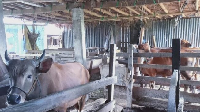 Ilustrasi ternak sapi yang kotorannya dimanfaatkan menjadi sumber energi biogas yang dikelola Basri Daeng Rewa warga Dusun Mattoangin, Kecamatan Bantimurung, Kabupaten Maros, Sulawesi Selatan [SuaraSulsel.id/Antara]