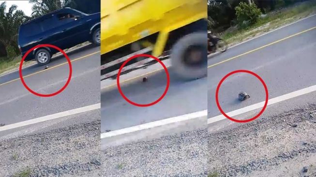 Viralkan Kura-kura Menyeberang Jalan Hampir Terlindas Mobil, Perekam Video Tuai Hujatan