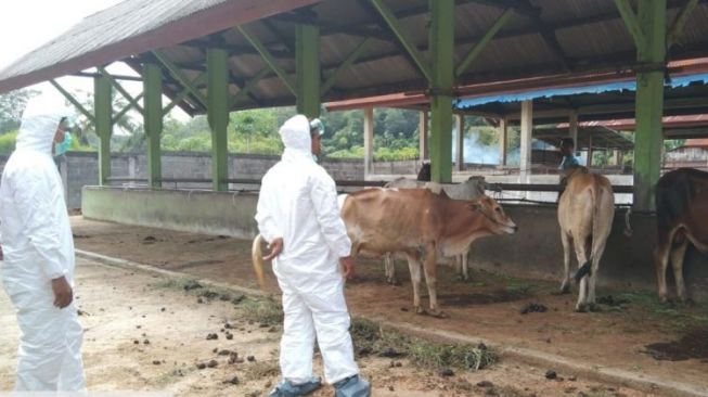 2.800 Ternak di Lombok Timur Terjangkit Penyakit Mulut dan Kuku, Tersebar di 21 Kecamatan