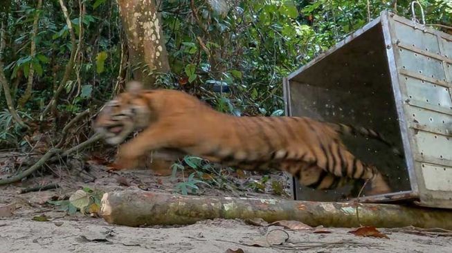Suami di Riau Saksikan Istri Diterkam-Diseret Harimau ke Hutan hingga Tewas