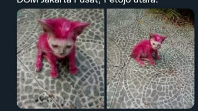 Viral, Kucing Kecil ini Diwarnai Jadi Pink, Netizen Geram!