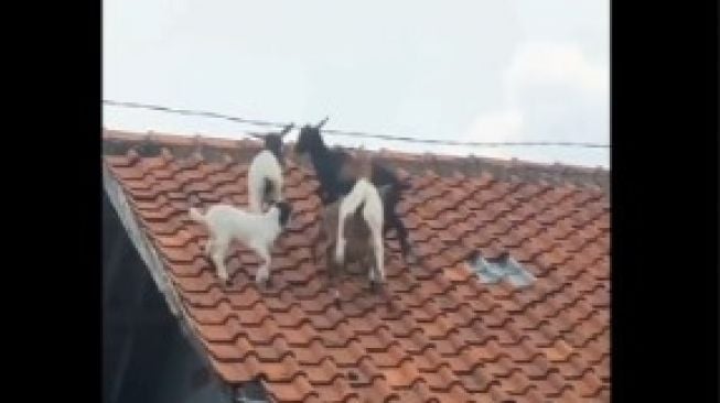 Bosan Merumput, Kambing-kambing Ini Naik ke Atas Genteng Rumah Warga