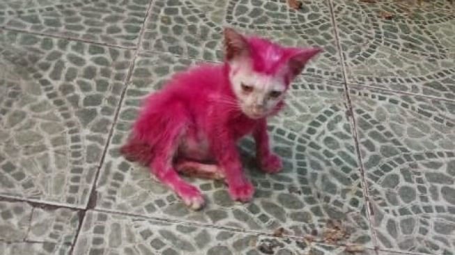 Kucing itu diwarnai pink secara paksa oleh anak-anak (Twitter/ @feistiy).