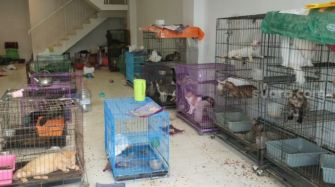 Penampakan ratusan kucing telantar di ruko Bukit Darmo Golf, Surabaya. [Suara.com/Dimas Angga]
