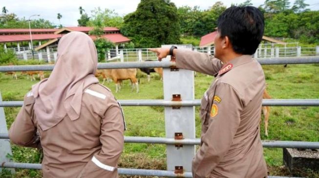 Karantina Pertanian Kendari Cegah Masuknya PMK