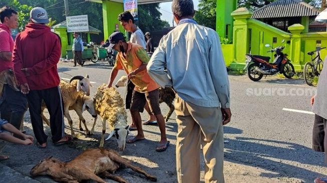 Sulit Awasi Penyebaran PMK di Magelang, Ternak di Pasar Tanpa Surat Kesehatan