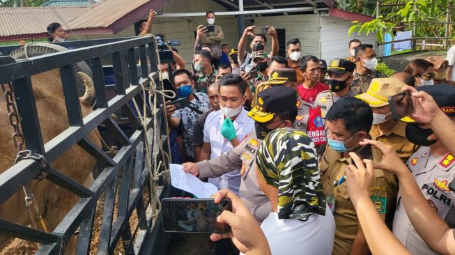 Seribuan Sapi di Langkat Terjangkit PMK, Kapolda Sumut Sidak ke Peternakan