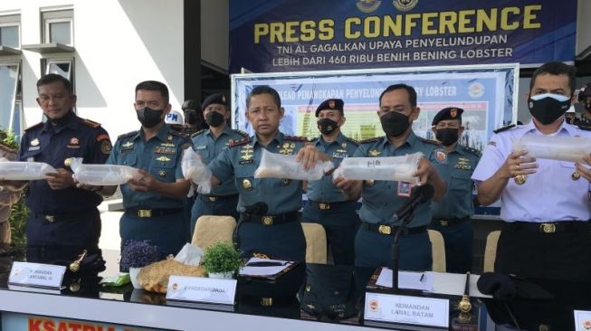 TNI AL Gagalkan Penyelundupan 466.000 Benur Lobster di Kepri, Total Senilai Rp 46,7 Miliar