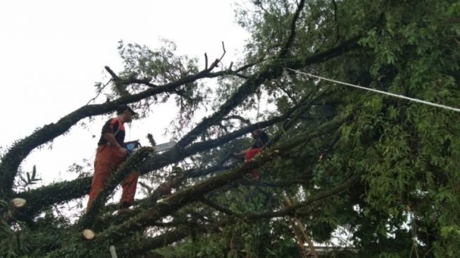 Tangerang Hujan Deras Disertai Angin Kencang, Pohon Besar Timpa 3 Rumah di Curug