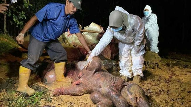 Terkuak, Penyebab Gajah Hamil Mati di Area Konsesi Bengkalis karena Diracun