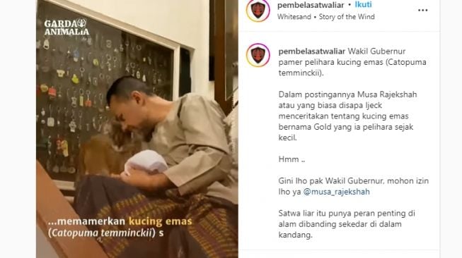 Waduh! Wagub Sumut Pamer Pelihara Kucing Emas, Ternyata Masuk Hewan Dilindungi