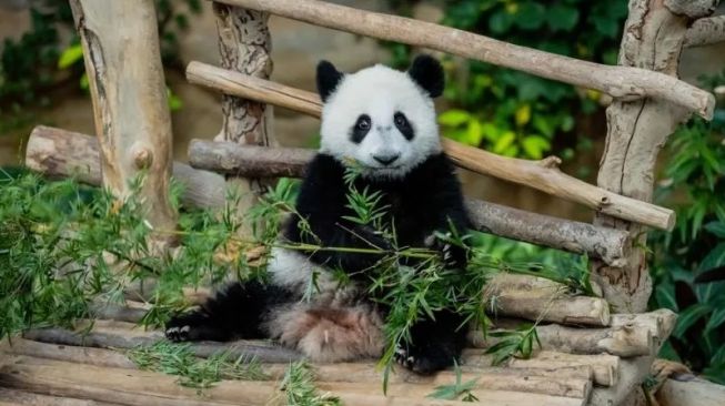 Ingin Hubungan Diplomatik dengan Cina Makin Erat, Bayi Panda Raksasa Ketiga yang Lahir di Malaysia Diberi Nama Sheng Yi