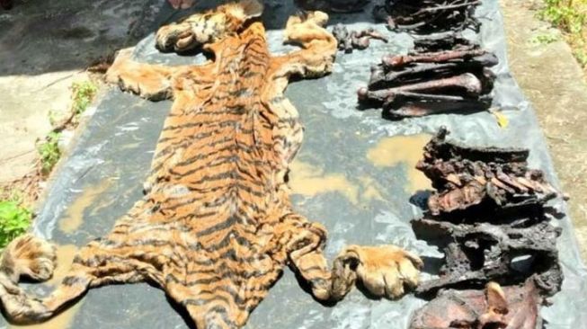 Dua Orang Diduga Jual Kulit Harimau Ditangkap