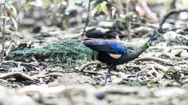 Seekor burung merak hijau jawa (Pavo muticus linnaeus) liar mencari makan di kawasan Taman Nasional Ujung Kulon, Pandeglang, Banten, Rabu (25/5/2022).  ANTARA FOTO/Muhammad Adimaja
