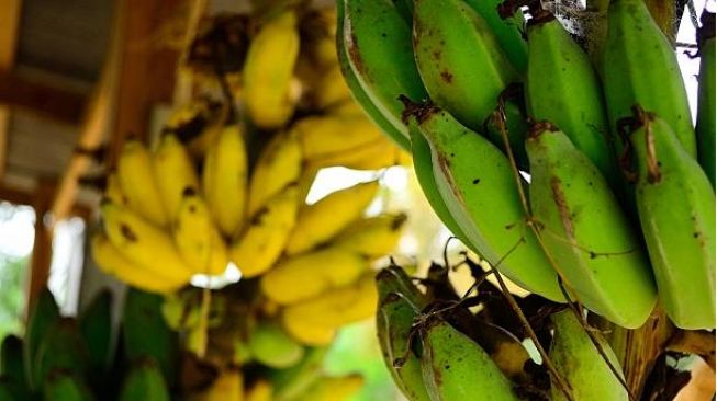 Ada Kalium dan Vitamin C, Ini 5 Manfaat Buah Pisang untuk Kecantikan Wajah!