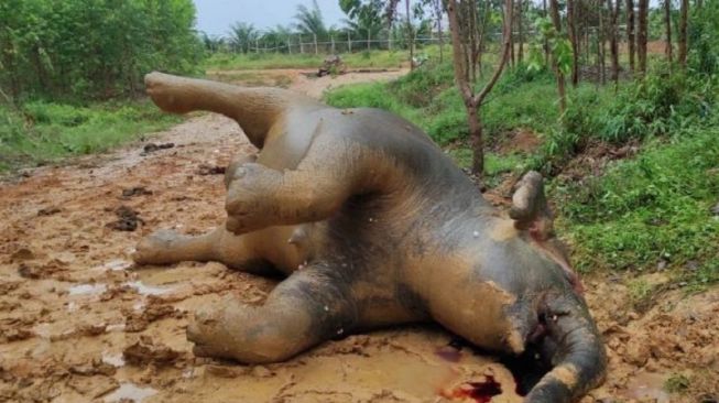Gajah Betina Hamil Mati di Talang Muandau, Darah Keluar dari Hidung, Mulut dan Telinga