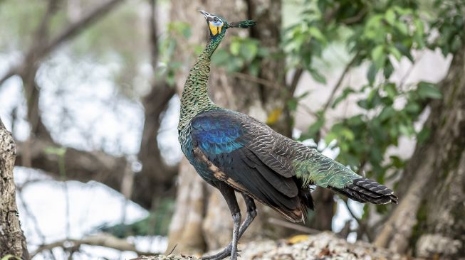 Seekor burung merak hijau jawa (Pavo muticus linnaeus) liar mencari makan di kawasan Taman Nasional Ujung Kulon, Pandeglang, Banten, Rabu (25/5/2022).  ANTARA FOTO/Muhammad Adimaja
