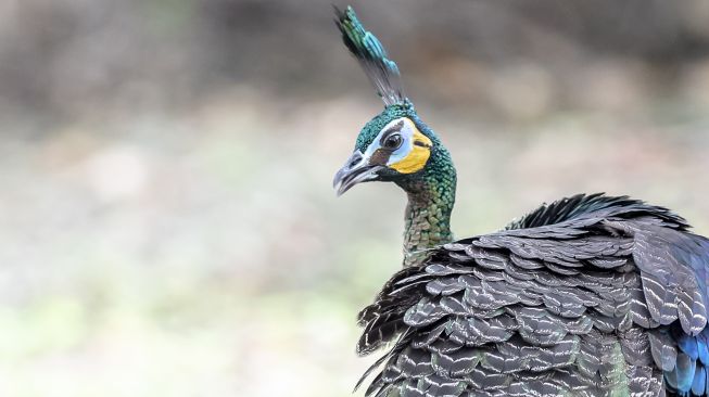 Seekor burung merak hijau jawa (Pavo muticus linnaeus) liar mencari makan di kawasan Taman Nasional Ujung Kulon, Pandeglang, Banten, Rabu (25/5/2022).  ANTARA FOTO/Muhammad Adimaja
