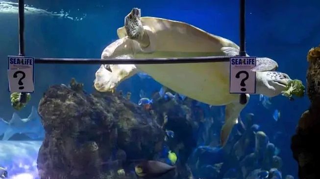 Kura-kura bernama Yellow memprediksi pemenang laga Liverpool vs Real Madrid di Sea Life Benalmadena, Malaga, Spanyol, Kamis (26/5/2022). [Foto: Marca]