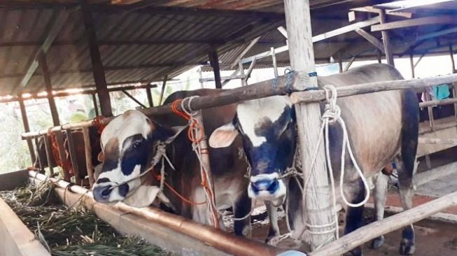 Batam Kekurangan 13 Ribu Ekor Sapi dan Kambing untuk Idul Adha