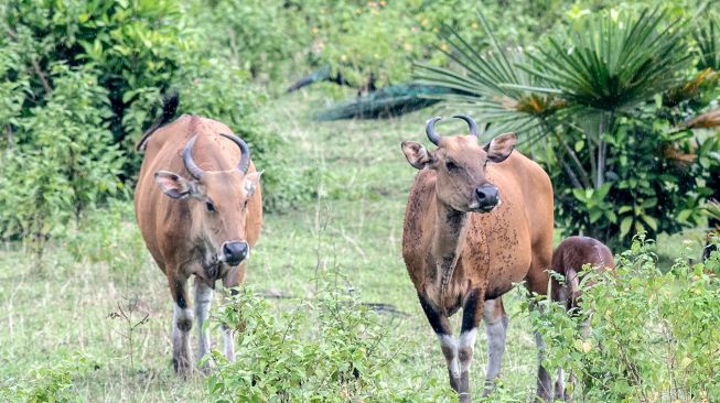 Banteng jawa (Bos javanicus) liar mencari makan di ladang pengembalaan, kawasan Taman Nasional Ujung Kulon (TNUK), Pandeglang, Banten, Rabu (25/5/2022). [ANTARA FOTO/Muhammad Adimaja/tom]