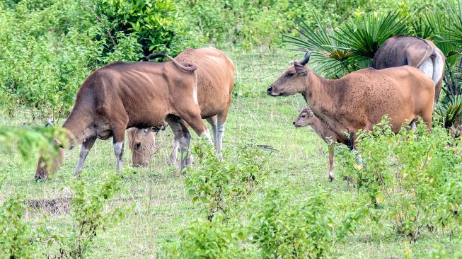 Banteng jawa (Bos javanicus) liar mencari makan di ladang pengembalaan, kawasan Taman Nasional Ujung Kulon (TNUK), Pandeglang, Banten, Rabu (25/5/2022). [ANTARA FOTO/Muhammad Adimaja/tom]