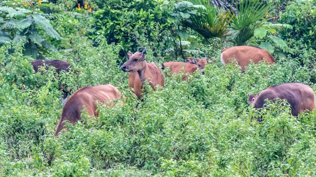 Banteng jawa (Bos javanicus) liar mencari makan di ladang pengembalaan, kawasan Taman Nasional Ujung Kulon (TNUK), Pandeglang, Banten, Rabu (25/5/2022). [ANTARA FOTO/Muhammad Adimaja/tom]