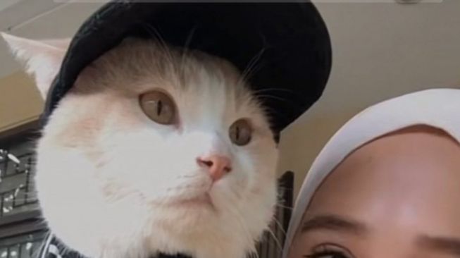 Pororo Bikin Heboh Jagat Twitter, Kucing Hilang yang Bikin Sedih Warganet