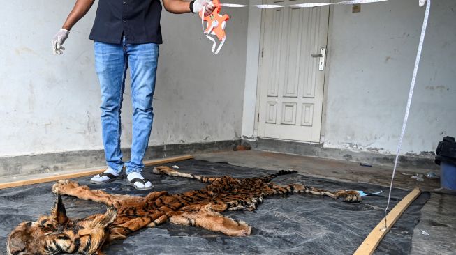 Petugas Balai Konservasi Sumber Daya Alam (BKSDA) memeriksa kulit harimau sumatera jantan yang disita dari pedagang ilegal di Banda Aceh, Jumat (27/5/2022). [CHAIDEER MAHYUDDIN/AFP]