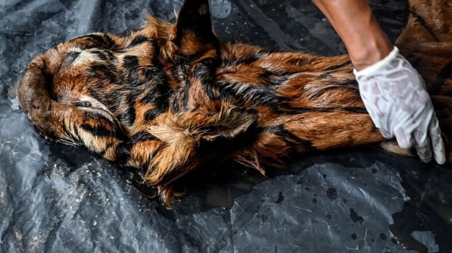 Petugas Balai Konservasi Sumber Daya Alam (BKSDA) memeriksa kulit harimau sumatera jantan yang disita dari pedagang ilegal di Banda Aceh, Jumat (27/5/2022). [CHAIDEER MAHYUDDIN/AFP]