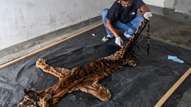 Petugas Balai Konservasi Sumber Daya Alam (BKSDA) memeriksa kulit harimau sumatera jantan yang disita dari pedagang ilegal di Banda Aceh, Jumat (27/5/2022). [CHAIDEER MAHYUDDIN/AFP]