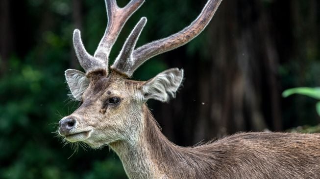 Rusa timor (Rusa timorensis) liar mencari makan di kawasan Taman Nasional Ujung Kulon (TNUK), Pandeglang, Banten, Rabu (25/5/2022). [ANTARA FOTO/Muhammad Adimaja/tom]