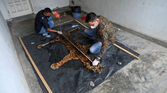 Petugas Balai Konservasi Sumber Daya Alam (BKSDA) memeriksa kulit harimau sumatera jantan yang disita dari pedagang ilegal di Banda Aceh, Jumat (27/5/2022). [CHAIDEER MAHYUDDIN/AFP]