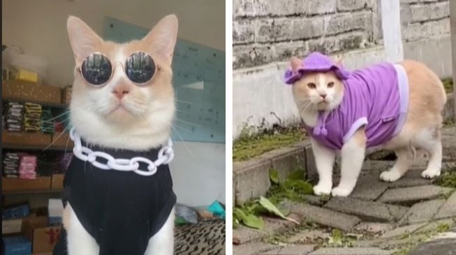 Fakta Kucing Pororo yang Viral di TikTok, Hilang Belum Ketemu, Bikin Publik Sedih