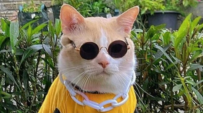 Pororo Si Kucing Lucu di TikTok Hilang Diduga Diculik, Publik: Cepat Pulang Sayang