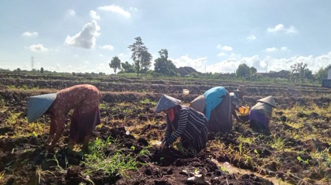 Keputusan Pemerintah Terkait Simplifikasi Cukai Rokok Mencekik Petani Tembakau