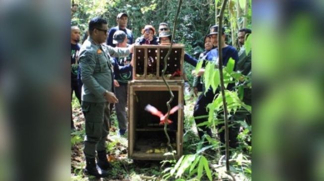 Buaya Muara dan Kasuari Gelambir Ganda Dilepas ke Suaka Alam Sungai Nief di Seram Bagian Timur