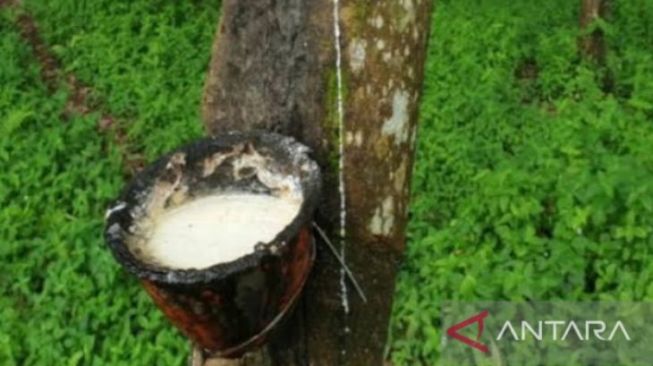 Harga Karet di Kalimantan Barat Naik jadi Rp13.500 per Kilogram, Petani Sambas Nikmati Keuntungan