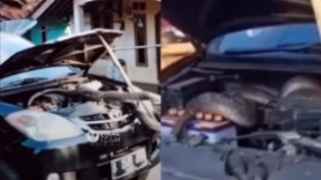 Viral, Pria Ini Temukan Ular Cobra Raksaksa Sembunyi di Dalam Mobilnya