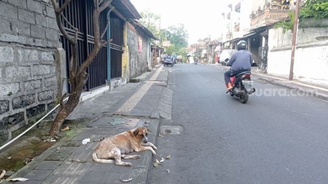 Kasus Rabies Merebak di Banyak Daerah, Bali Minta 78 Ribu Vaksin ke Pusat