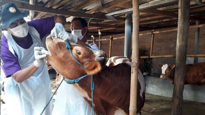 Petugas memeriksa ternak sapi yang diduga terjangkit penyakit mulut dan kuku di Kota Kediri, Jawa Timur, Selasa (31/5/2022). ANTARA/Asmaul/am