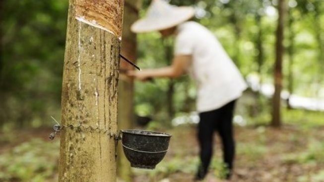 Harga Bokar di Riau Naik Secara Merata, di Kabupaten Kampar Rp 11.400 Kilo