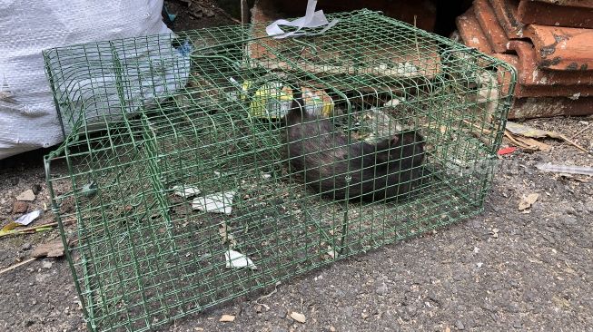 Tikus terkurung dalam jebakan yang dijadikan sampel pengujian tentang adanya dugaan virus yang menular di kawasan RT 08 dan 10 RW 02 Kelurahan Cipete Selatan, Cilandak Jakarta Selatan, Rabu (1/6/2022). [Suara.com/Faqih Fathurrahman]