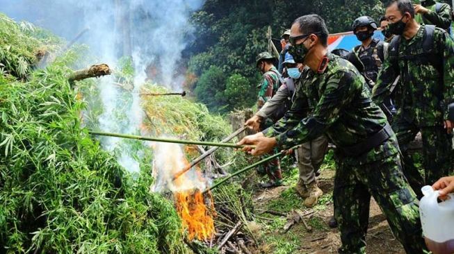 BNN Musnahkan 5 Hektare Ladang Ganja Siap Panen di Kawasan Hutan Lindung Pegunungan Leuser