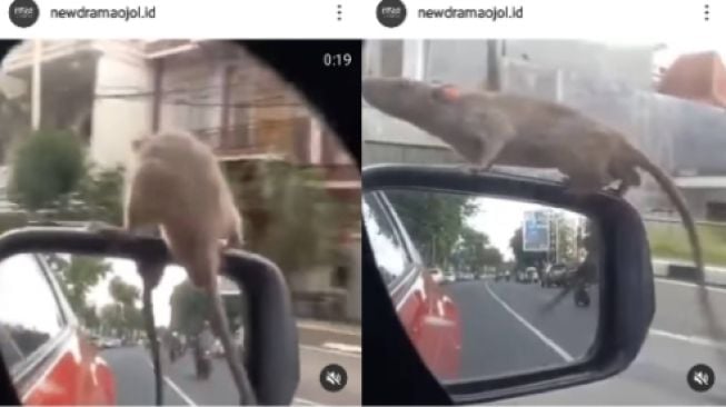 Pengemudi Ini Dibikin Kaget Saat Berkendara, Tiba-tiba Ada Tikus Numpang Nongkrong di Spion Mobilnya